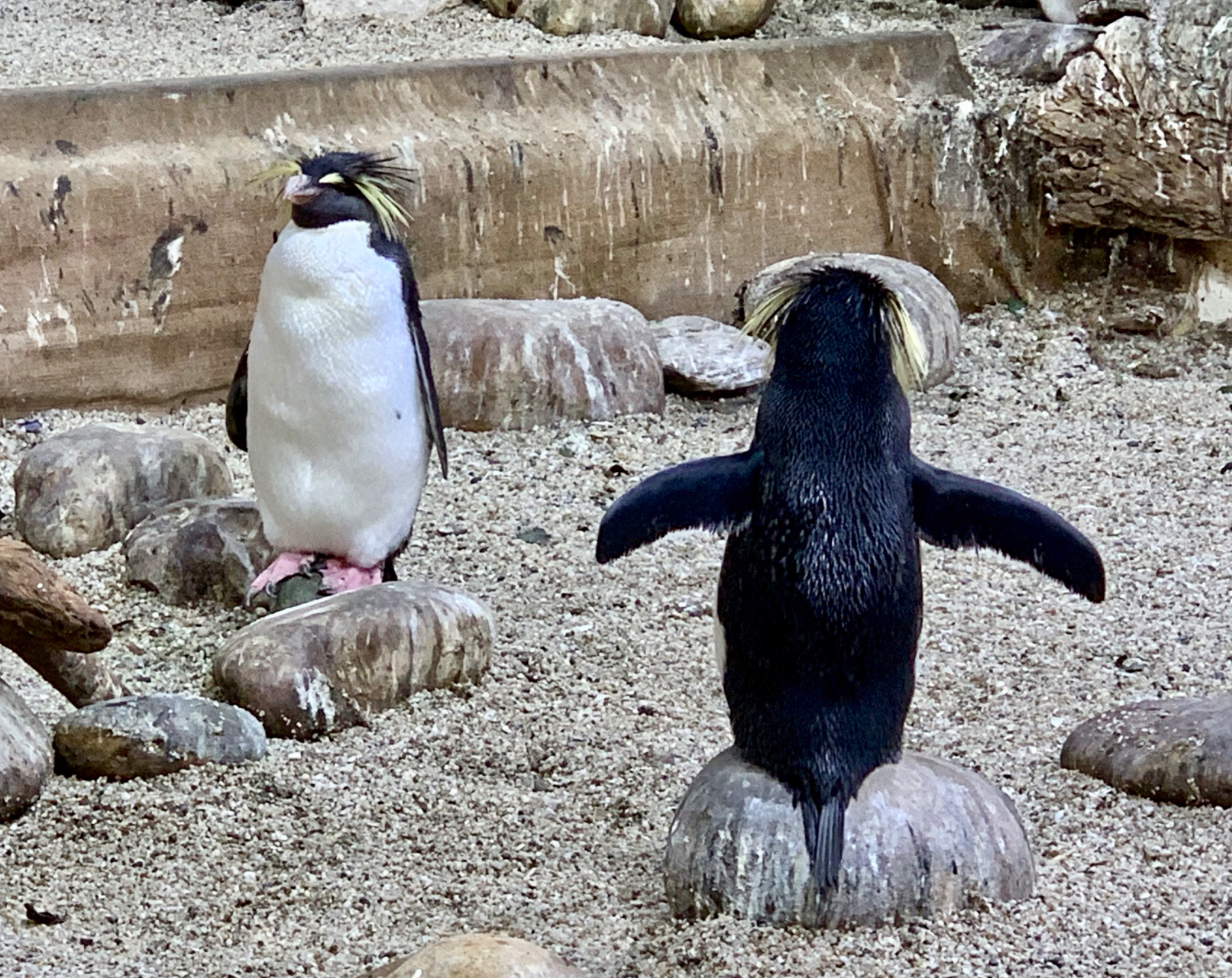 Rockhopper Penguin Exhibit